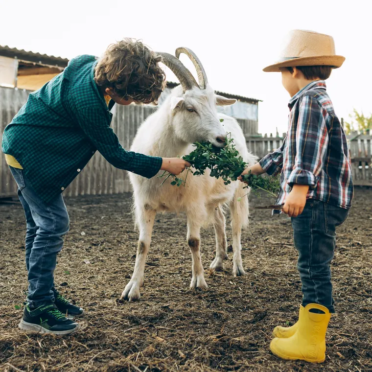 Children feeding a goat on a farm